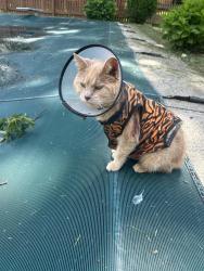Found/Stray Unknown Cat last seen Near Gahanna Lincoln High School, Columbus, OH 43230