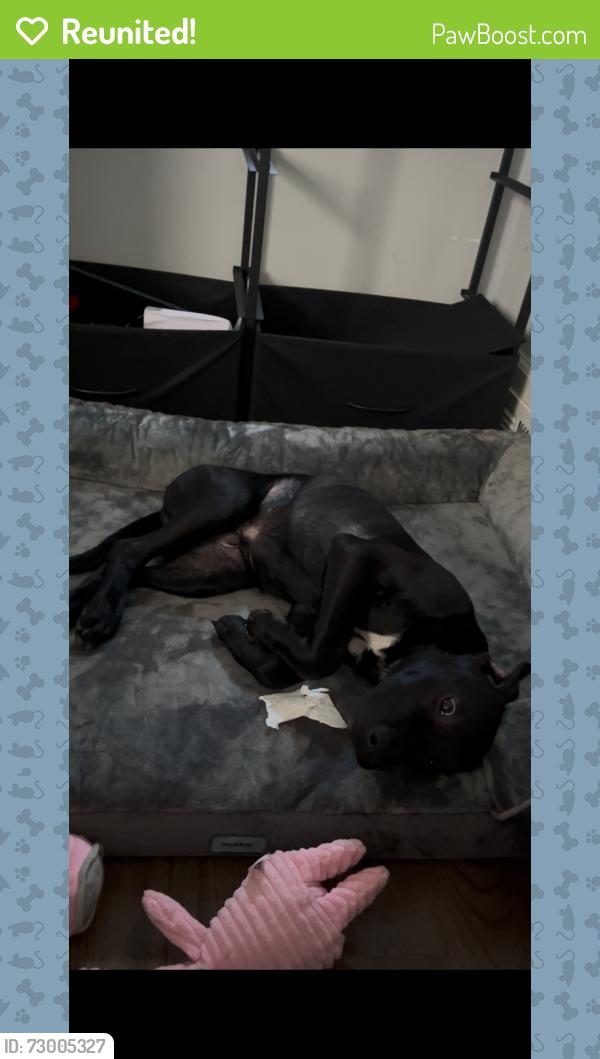 Reunited Male Dog last seen Near Crittenden St Ne Washington Dc, Washington, DC 20011