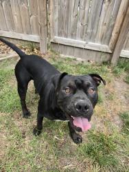 Reunited Male Dog last seen Bartee St & Brockwell Ave, Norfolk, VA 23502
