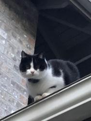 Reunited Female Cat last seen Avondale road, Redmond, WA 98052