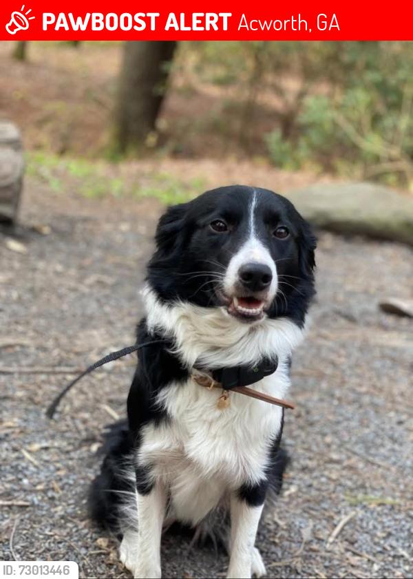Lost Female Dog last seen Near Vail Drive Acworth, GA, Acworth, GA 30101
