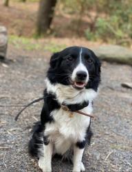 Lost Female Dog last seen Near Vail Drive Acworth, GA, Acworth, GA 30101