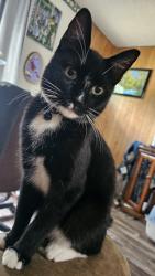 Lost Male Cat last seen Jackson County Line Rd, George County, MS 39452