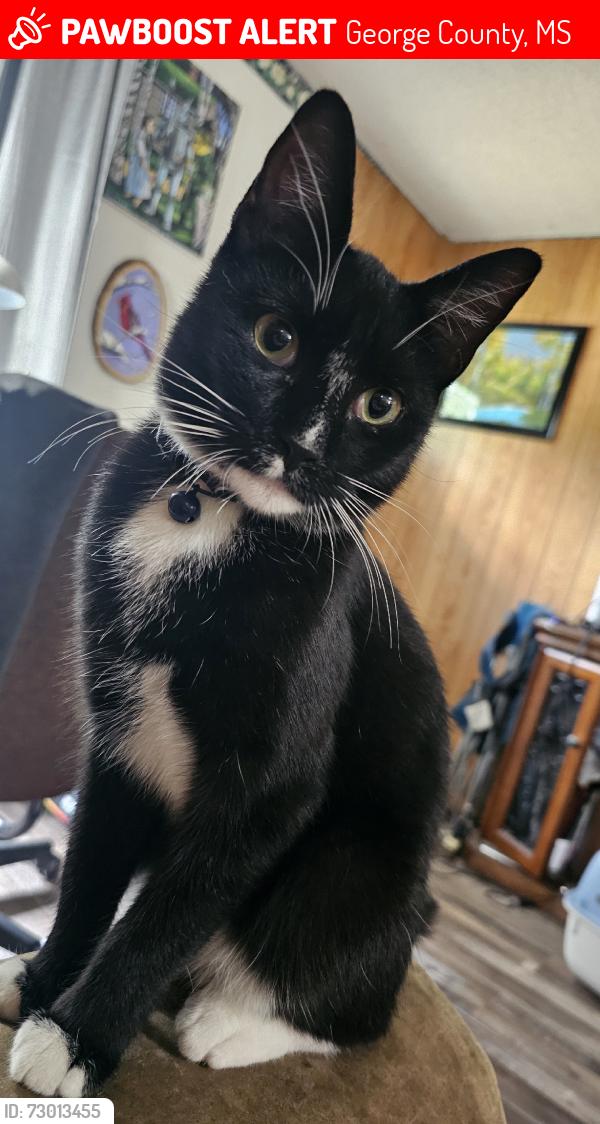Lost Male Cat last seen Jackson County Line Rd, George County, MS 39452