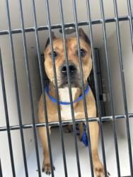 Shelter Stray Male Dog last seen Near Peaks Landing Way, City of Knoxville ASO, TN, 3201 Division St, Knoxville, TN 37919, USA