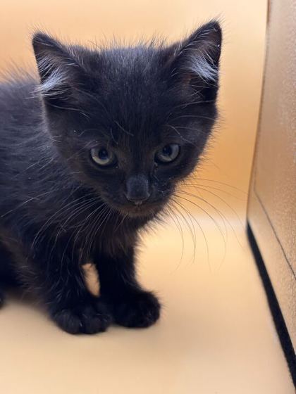Shelter Stray Male Cat last seen Geylang Heights Rd, Knox County GP, TN, 3201 Division St, Knoxville, TN 37919, USA