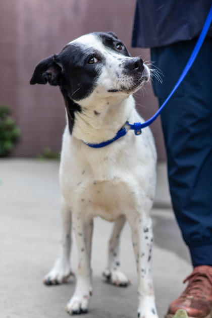 Shelter Stray Female Dog last seen Near Derring Circle NE 30345, 30345, GA, 3280 Chamblee Dunwoody Rd, Chamblee, GA 30341, USA