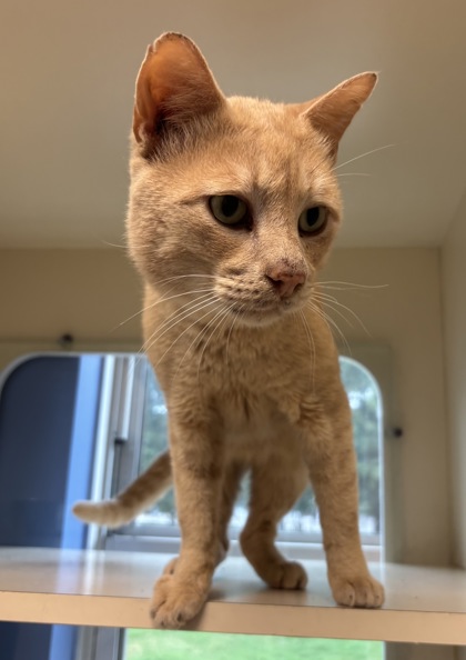 Shelter Stray Male Cat last seen Near Tree View Dr, Lithonia, GA 30038, 30038, GA, 3280 Chamblee Dunwoody Rd, Chamblee, GA 30341, USA