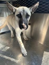 Shelter Stray Male Dog last seen Near DONNELLY AVE, West District, TX, 355 Hillshire Dr, Haslet, TX 76052, USA