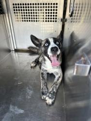 Shelter Stray Male Dog last seen Near DONNELLY AVE, West District, TX, 355 Hillshire Dr, Haslet, TX 76052, USA