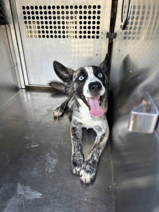 Shelter Stray Male Dog last seen Near DONNELLY AVE, West District, TX, 355 Hillshire Dr, Haslet, TX 76052, USA