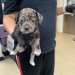 Shelter Stray Male Dog last seen Near Garden Ln., East District, TX, 355 Hillshire Dr, Haslet, TX 76052, USA