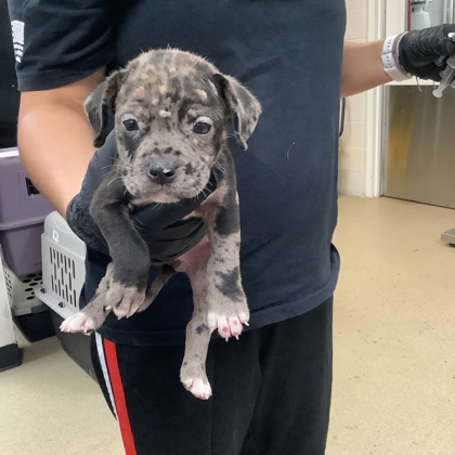 Shelter Stray Male Dog last seen Near Garden Ln., East District, TX, 355 Hillshire Dr, Haslet, TX 76052, USA
