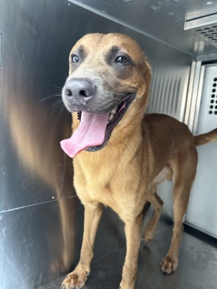 Shelter Stray Male Dog last seen Near Las Vegas Ct, West District, TX, 355 Hillshire Dr, Haslet, TX 76052, USA