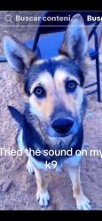 Lost Female Dog last seen Given Ave, Memphis, TN 38122