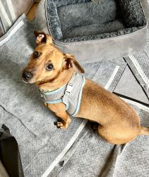 Found/Stray Male Dog last seen Scarborough, College Park, GA 30349