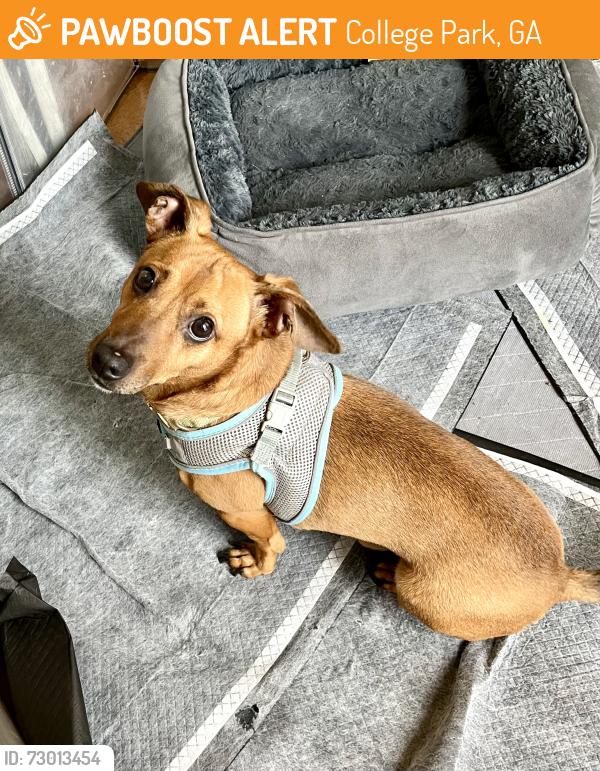 Found/Stray Male Dog last seen Scarborough, College Park, GA 30349
