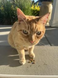 Found/Stray Unknown Cat last seen Five Mile- Lake Hazel, Boise, ID 83709