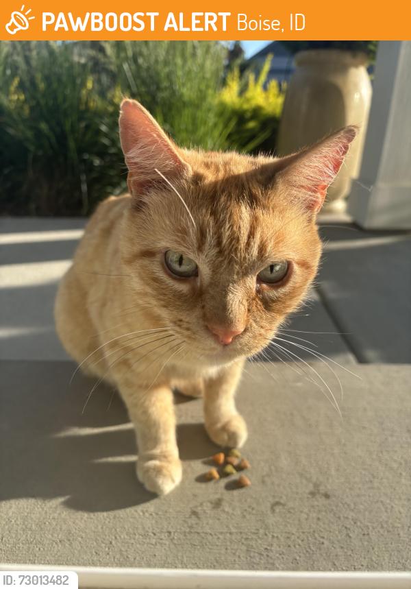 Found/Stray Unknown Cat last seen Five Mile- Lake Hazel, Boise, ID 83709
