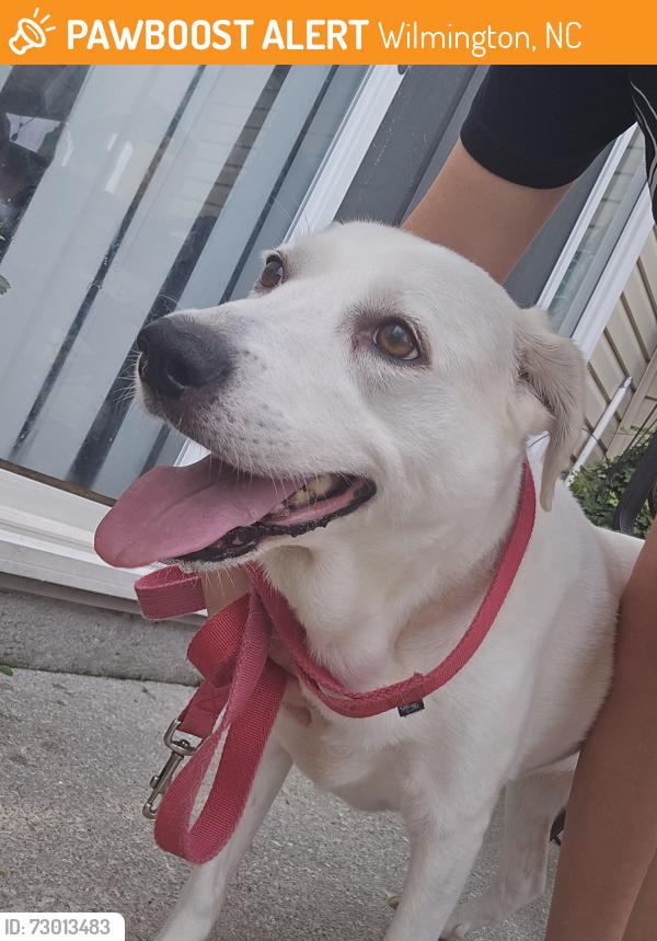 Found/Stray Female Dog last seen Bradfield court, Wilmington, NC 28411