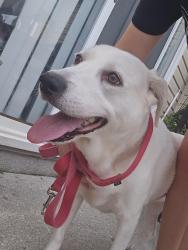 Found/Stray Female Dog last seen Bradfield court, Wilmington, NC 28411