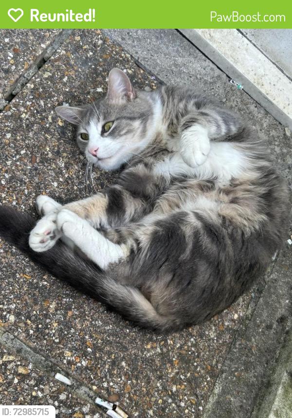 Reunited Female Cat last seen Scarf road, Bournemouth, Christchurch and Poole, England BH17 8QL