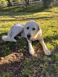 Reunited Female Dog last seen Bradley Road & Solano Verde Dr, Ventura County, CA 93066