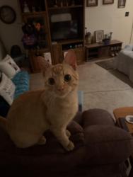 Lost Male Cat last seen Between Wendy’s and Bob Evans in Dover , Dover, DE 19901