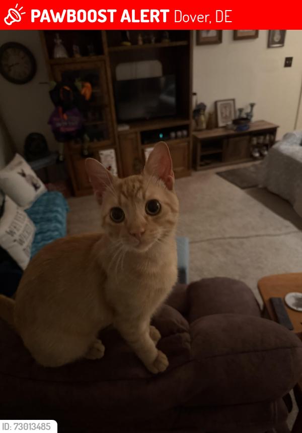 Lost Male Cat last seen Between Wendy’s and Bob Evans in Dover , Dover, DE 19901
