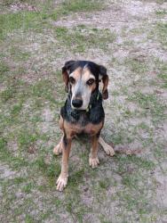 Reunited Female Dog last seen Sunland park, Sanford, FL 32773