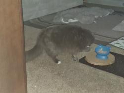 Reunited Male Cat last seen McLauren Circle and Green Acres 32547, Fort Walton Beach, FL 32547