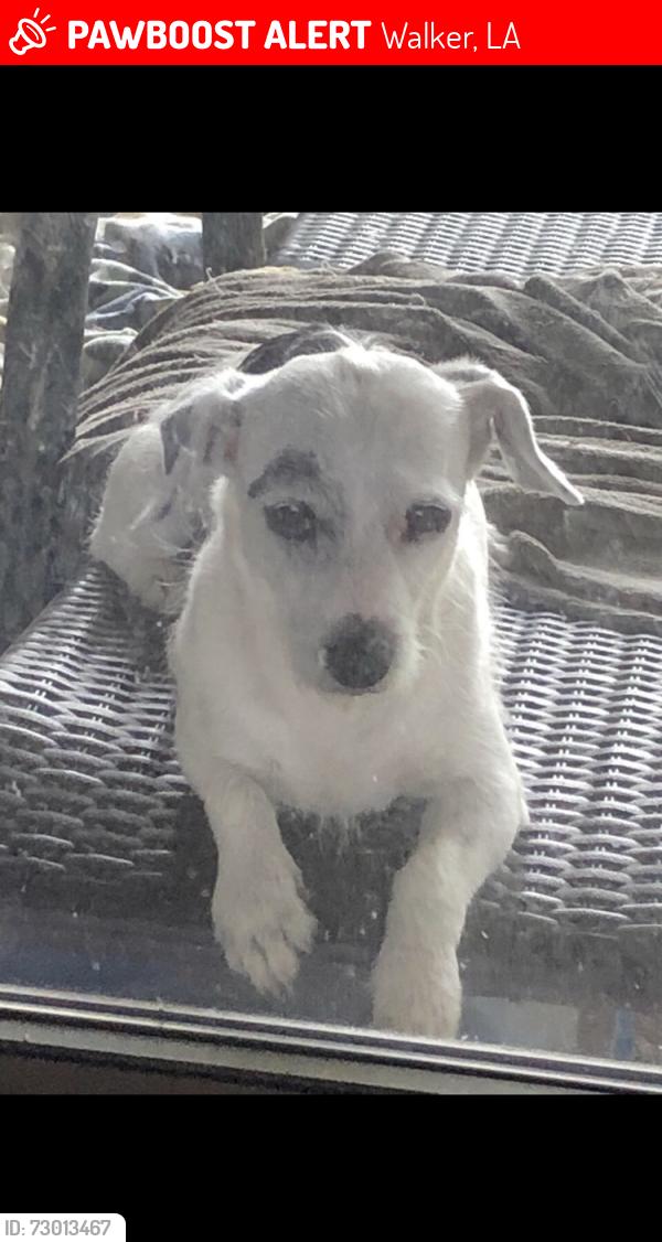 Lost Male Dog last seen circle K gas station, Walker, LA 70785