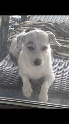 Lost Male Dog last seen circle K gas station, Walker, LA 70785