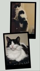 Lost Male Cat last seen Palmisano/St Bernard Hwy area, Chalmette, LA 70043