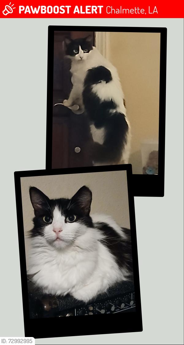 Lost Male Cat last seen Palmisano/St Bernard Hwy area, Chalmette, LA 70043
