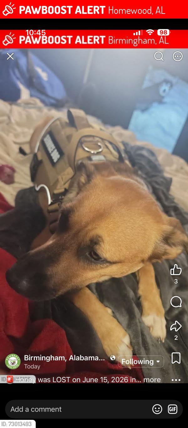Lost Female Dog last seen Brookwood hosp, Homewood, AL 35209