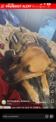 Lost Female Dog last seen Brookwood hosp, Homewood, AL 35209