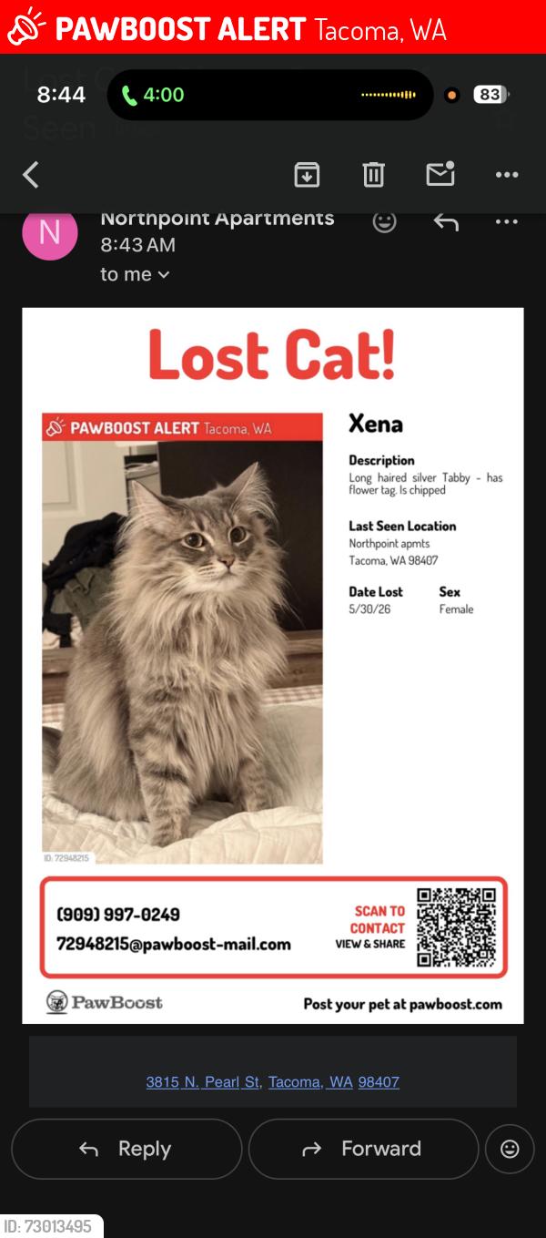 Lost Female Cat last seen Truman middle school, Tacoma, WA 98407