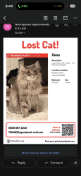 Lost Female Cat last seen Truman middle school, Tacoma, WA 98407