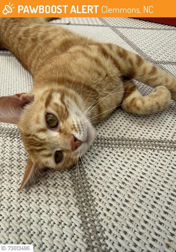 Found/Stray Male Cat last seen YMCA, Clemmons, NC 27012
