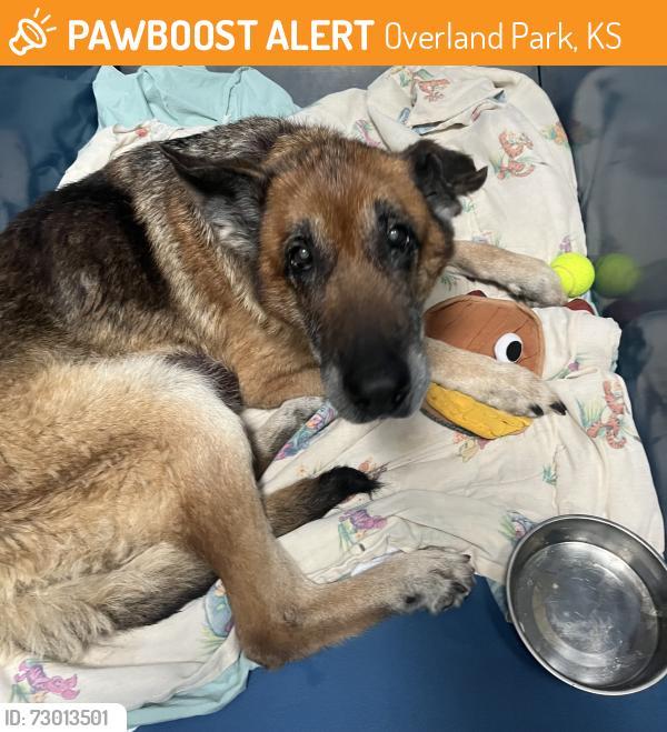 Found/Stray Female Dog last seen W 102nd and England, Overland Park, KS 66212