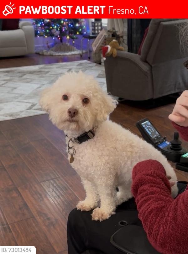 Lost Female Dog last seen East Ave, Fresno, American Ave, Fresno Jefferson Ave, Fresno, Fresno, CA 93725