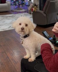 Lost Female Dog last seen East Ave, Fresno, American Ave, Fresno Jefferson Ave, Fresno, Fresno, CA 93725