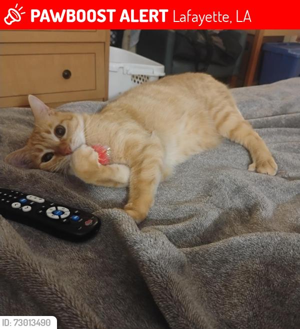 Lost Male Cat last seen Studio6, Evangeline & Pinhook Area, Lafayette, LA 70501