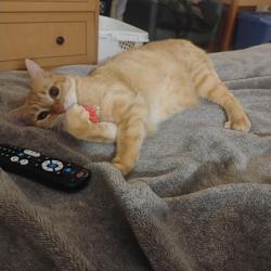 Lost Male Cat last seen Studio6, Evangeline & Pinhook Area, Lafayette, LA 70501