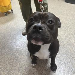 Found/Stray Male Dog last seen W 102nd St and England, Overland Park, KS 66212