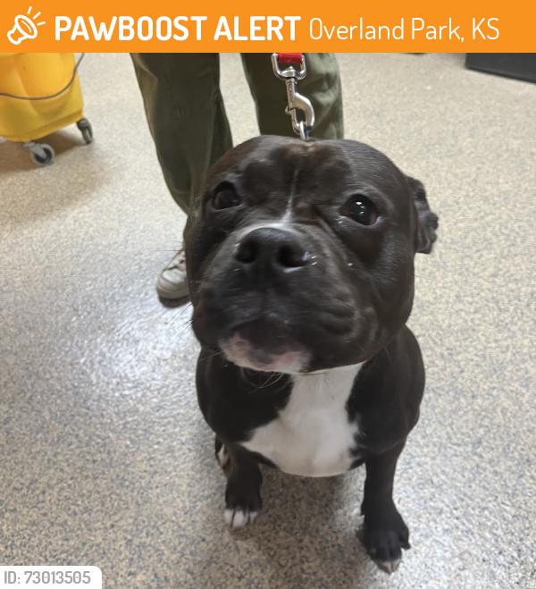 Found/Stray Male Dog last seen W 102nd St and England, Overland Park, KS 66212
