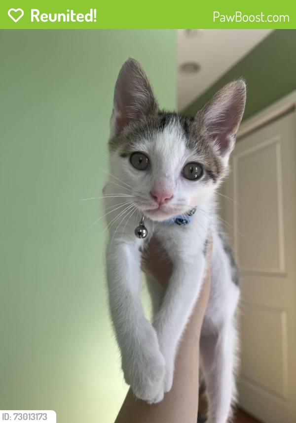 Reunited Male Cat last seen 19th St and Tasker St, Philadelphia, PA 19146