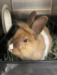 Shelter Stray Male Rabbit last seen Near Jefferson Avenue, Escondido, CA, 92027, Escondido, CA 92027, USA