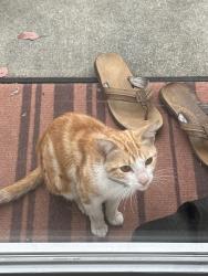 Found/Stray Unknown Cat last seen Warner Ave and Los Jardines, Fountain Valley , Fountain Valley, CA 92708